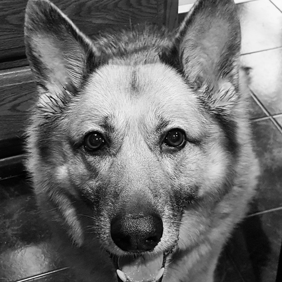 Meet your Posher, T. Wolf - Picture 3 of 3